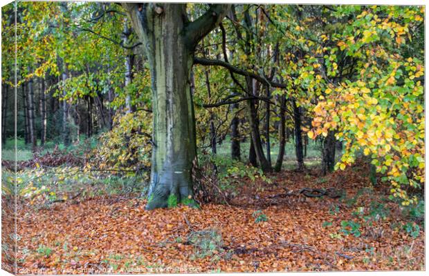 Cooper Beech Tree in Autumn  Canvas Print by GJS Photography Artist