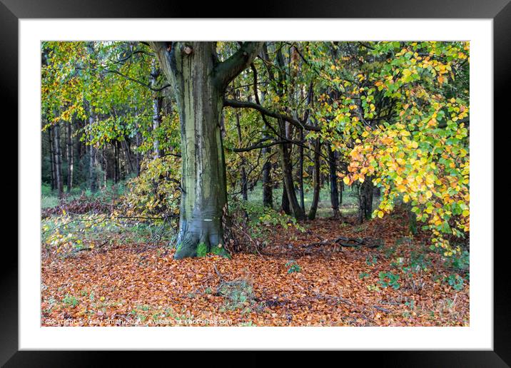 Cooper Beech Tree in Autumn  Framed Mounted Print by GJS Photography Artist