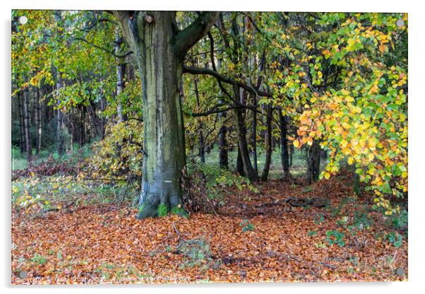 Cooper Beech Tree in Autumn  Acrylic by GJS Photography Artist