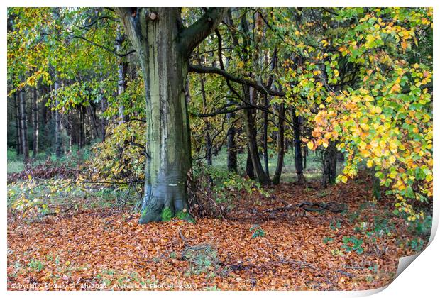 Cooper Beech Tree in Autumn  Print by GJS Photography Artist
