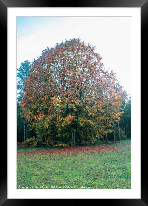 Cooper Beech Tree in Autumn Framed Mounted Print by GJS Photography Artist