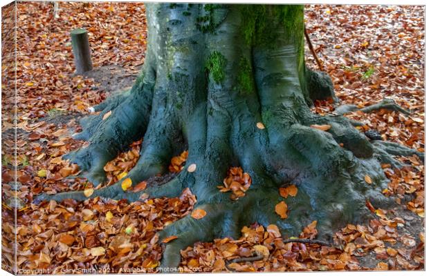 Cooper Beech Tree in Autumn Canvas Print by GJS Photography Artist