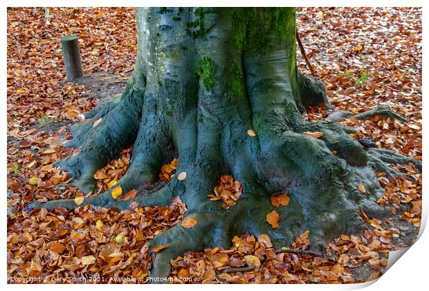 Cooper Beech Tree in Autumn Print by GJS Photography Artist