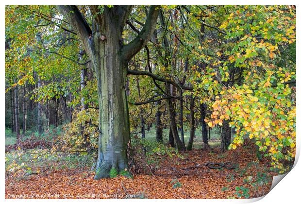 Cooper Beech Tree in Autumn Print by GJS Photography Artist