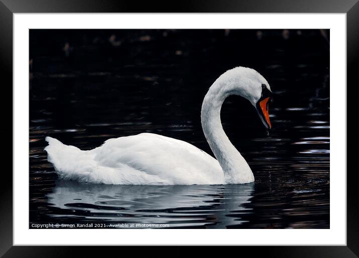 Swansong Framed Mounted Print by Simon Randall