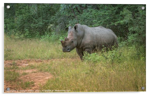 white rhino at the kruger park Acrylic by Chris Willemsen