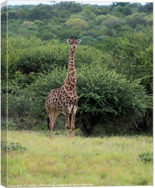 giraffe during safari in  south africa Canvas Print by Chris Willemsen