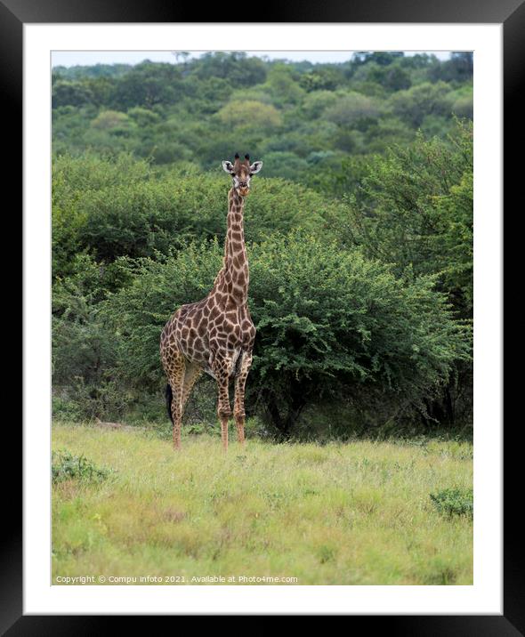 giraffe during safari in  south africa Framed Mounted Print by Chris Willemsen
