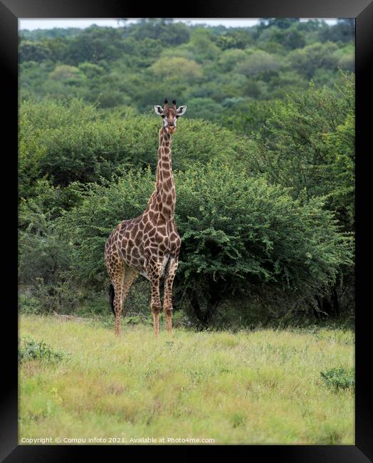 giraffe during safari in  south africa Framed Print by Chris Willemsen