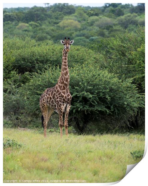 giraffe during safari in  south africa Print by Chris Willemsen