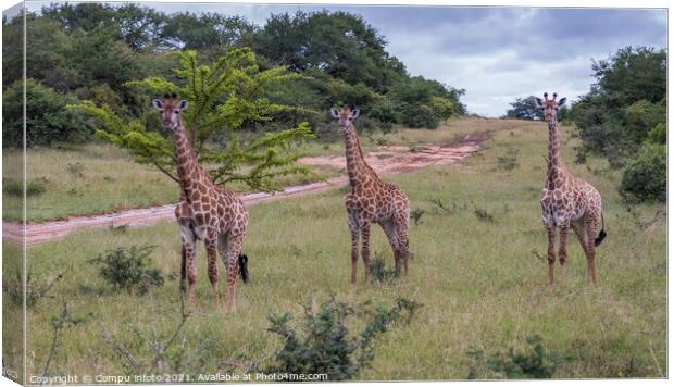 giraffe in south africa Canvas Print by Chris Willemsen