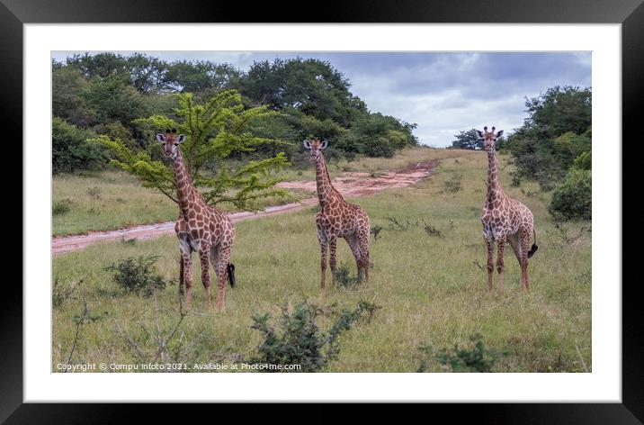 giraffe in south africa Framed Mounted Print by Chris Willemsen