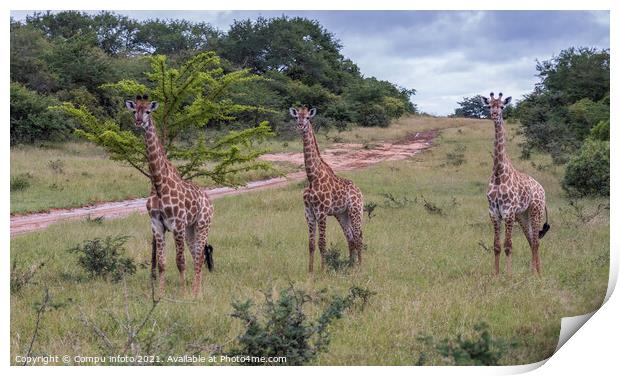 giraffe in south africa Print by Chris Willemsen