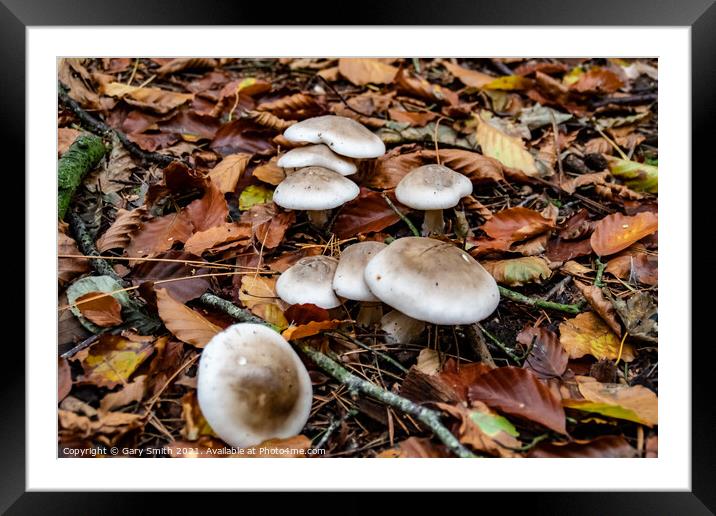 Oakbug Milkcap Mushroom Fungi Framed Mounted Print by GJS Photography Artist