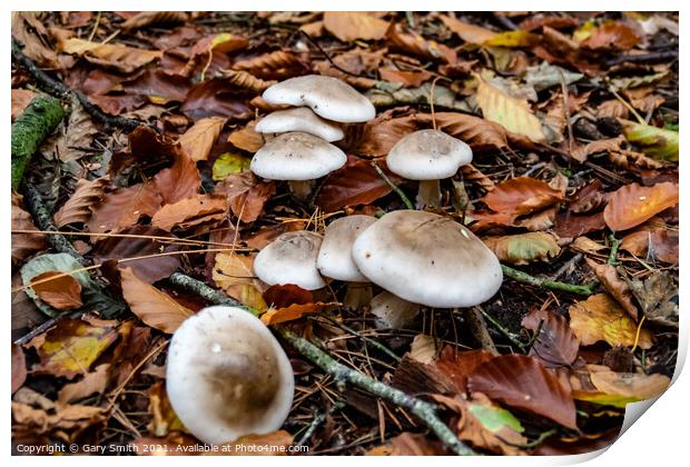 Oakbug Milkcap Mushroom Fungi Print by GJS Photography Artist