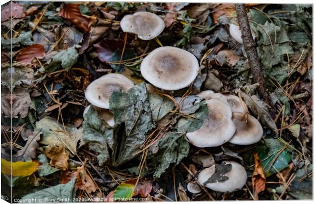 Oakbug Milkcap Mushroom Fungi Canvas Print by GJS Photography Artist