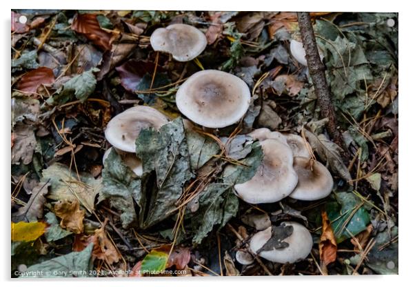 Oakbug Milkcap Mushroom Fungi Acrylic by GJS Photography Artist