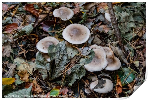 Oakbug Milkcap Mushroom Fungi Print by GJS Photography Artist