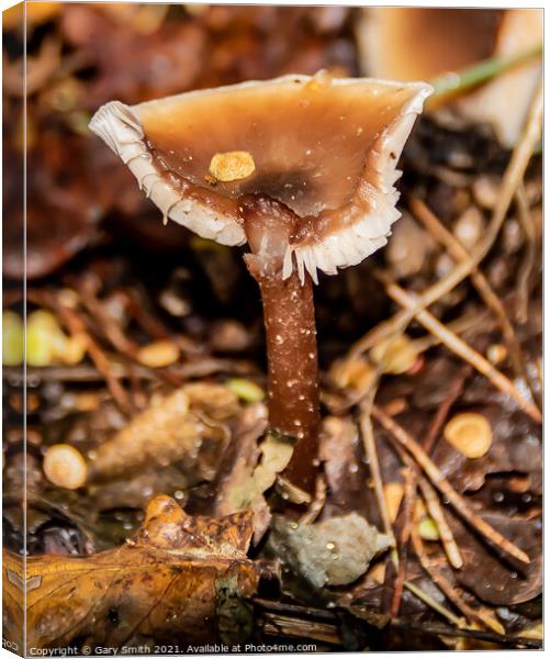 Beechwood Sickener Mushroom Fungi Canvas Print by GJS Photography Artist