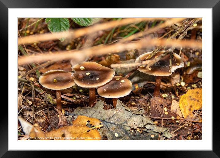 Beechwood Sickener Mushroom Fungi Framed Mounted Print by GJS Photography Artist