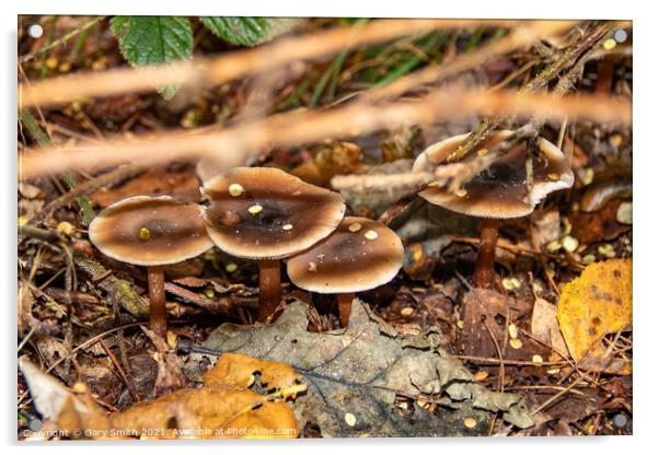 Beechwood Sickener Mushroom Fungi Acrylic by GJS Photography Artist
