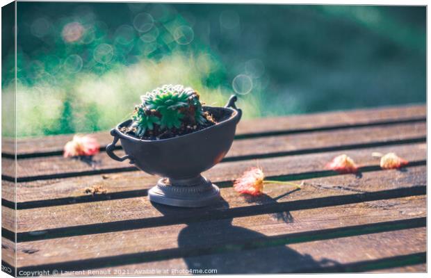 Succulent on a wooden garden table in an oneiric atmosphere Canvas Print by Laurent Renault