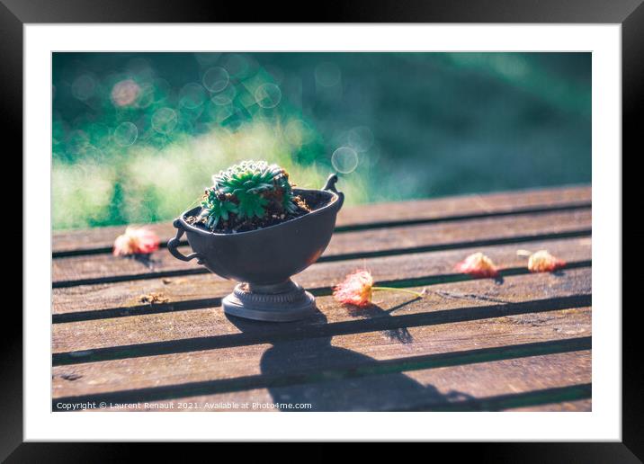 Succulent on a wooden garden table in an oneiric atmosphere Framed Mounted Print by Laurent Renault