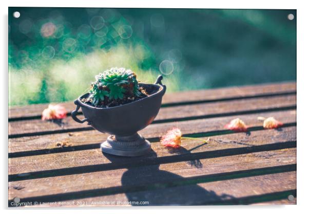 Succulent on a wooden garden table in an oneiric atmosphere Acrylic by Laurent Renault