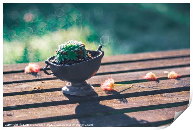 Succulent on a wooden garden table in an oneiric atmosphere Print by Laurent Renault