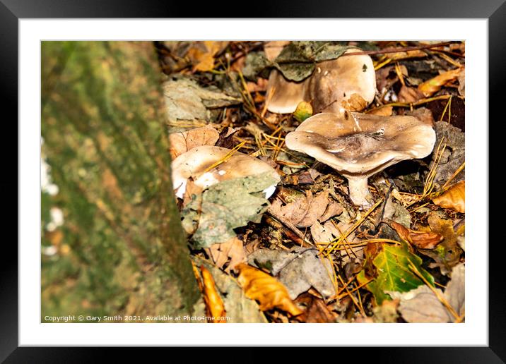Pennybun Mushroom Fungi Framed Mounted Print by GJS Photography Artist