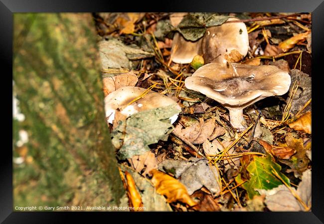 Pennybun Mushroom Fungi Framed Print by GJS Photography Artist