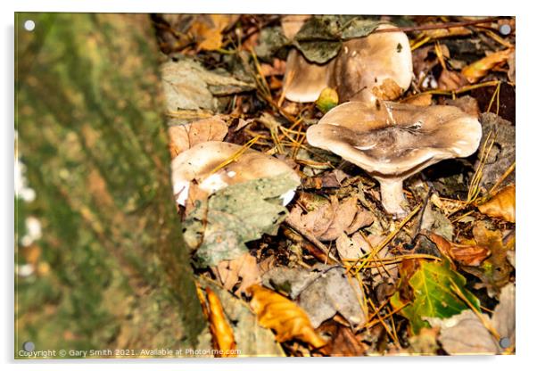 Pennybun Mushroom Fungi Acrylic by GJS Photography Artist