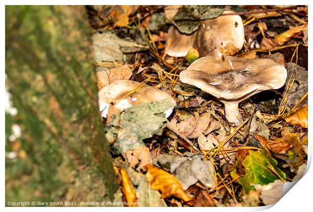 Pennybun Mushroom Fungi Print by GJS Photography Artist