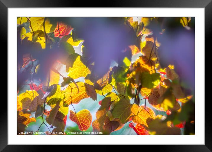 Colourful autumnal leaves glowing from tree in sunligh Framed Mounted Print by Laurent Renault