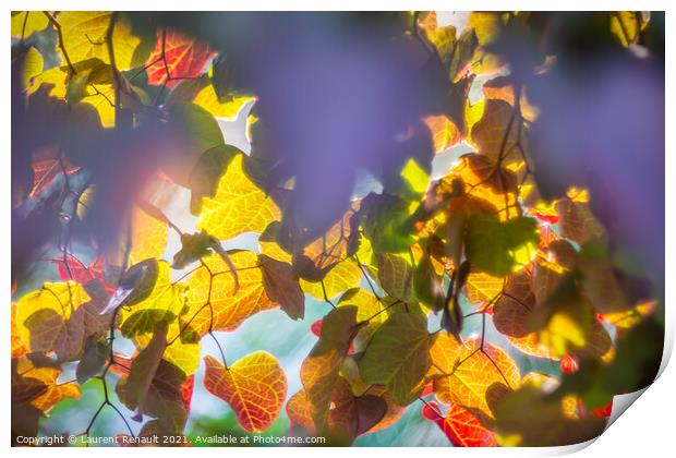 Colourful autumnal leaves glowing from tree in sunligh Print by Laurent Renault