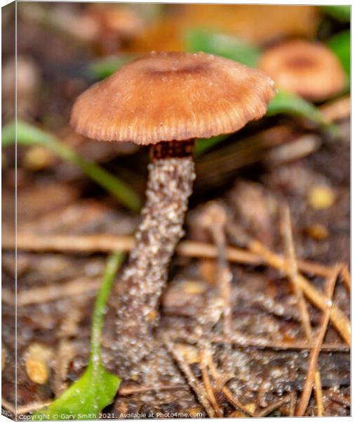 Chanterelle Mushroom Fungi Canvas Print by GJS Photography Artist