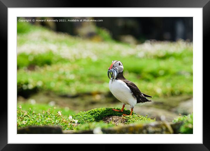 Puffin with Sandeels catch Framed Mounted Print by Howard Kennedy