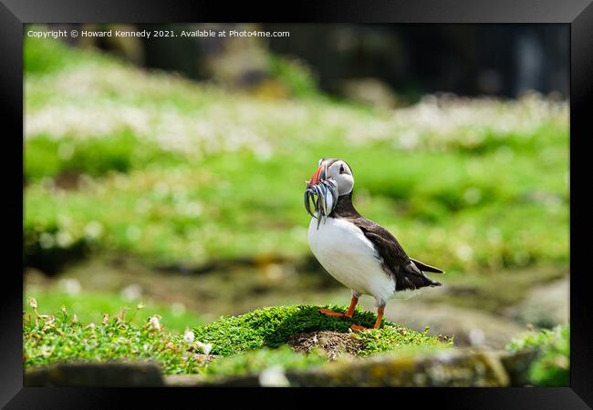 Puffin with Sandeels catch Framed Print by Howard Kennedy