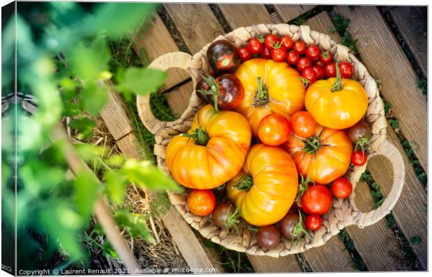 Harvest of red and orange tomatoes Canvas Print by Laurent Renault