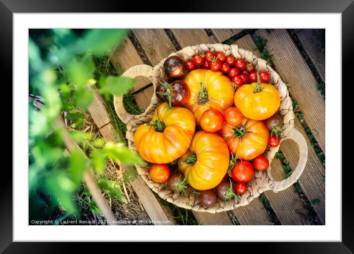 Harvest of red and orange tomatoes Framed Mounted Print by Laurent Renault