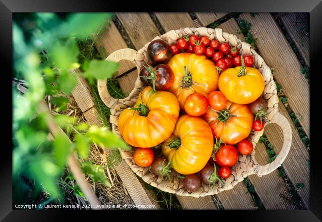 Harvest of red and orange tomatoes Framed Print by Laurent Renault