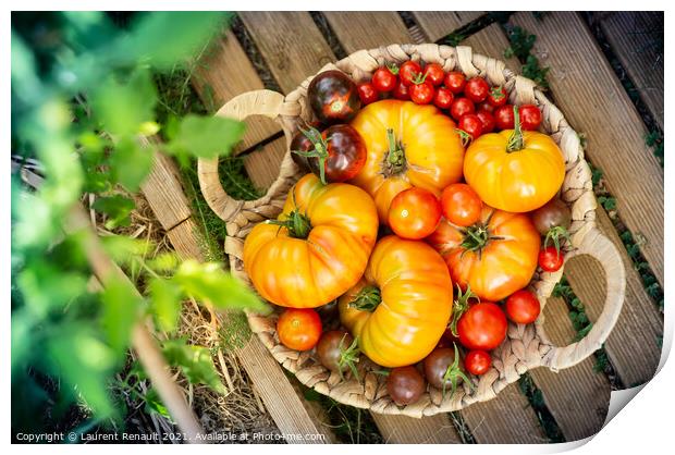 Harvest of red and orange tomatoes Print by Laurent Renault