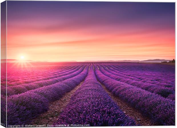 Lavender fields at sunset. Provence, France Canvas Print by Stefano Orazzini