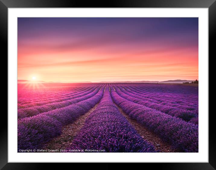 Lavender fields at sunset. Provence, France Framed Mounted Print by Stefano Orazzini