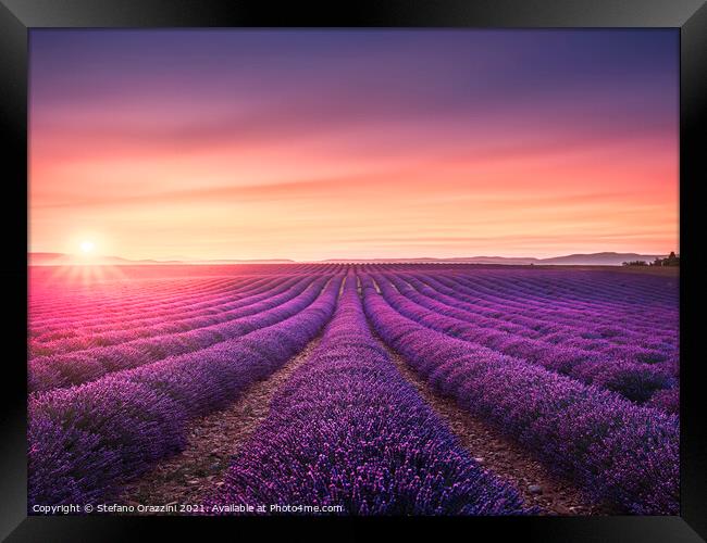 Lavender fields at sunset. Provence, France Framed Print by Stefano Orazzini