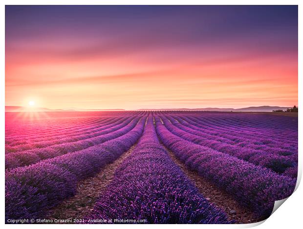 Lavender fields at sunset. Provence, France Print by Stefano Orazzini
