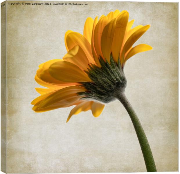 Yellow Gerbera Canvas Print by Pam Sargeant