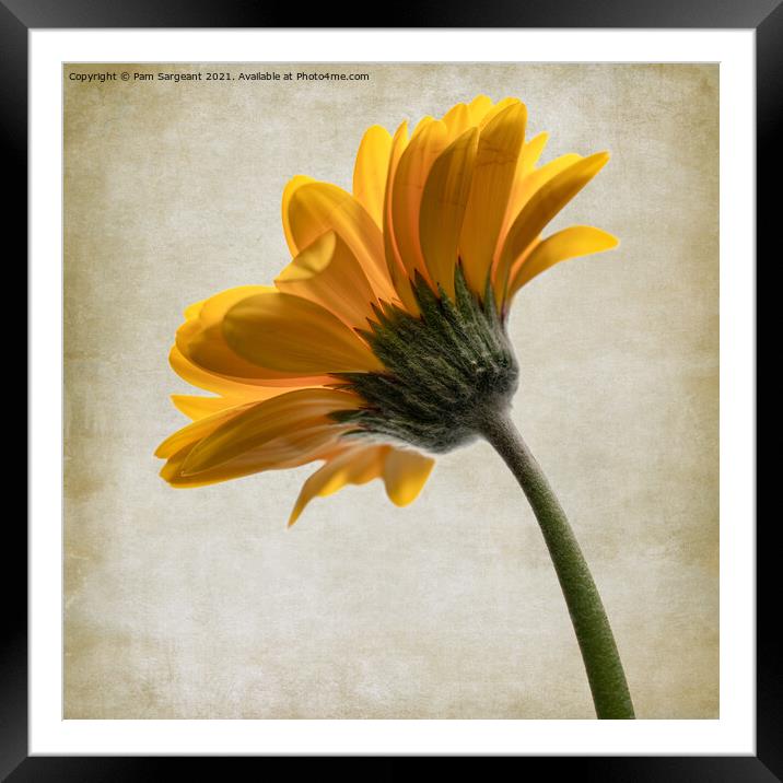 Yellow Gerbera Framed Mounted Print by Pam Sargeant