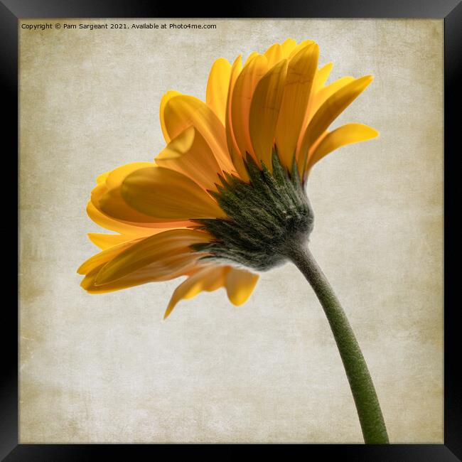 Yellow Gerbera Framed Print by Pam Sargeant