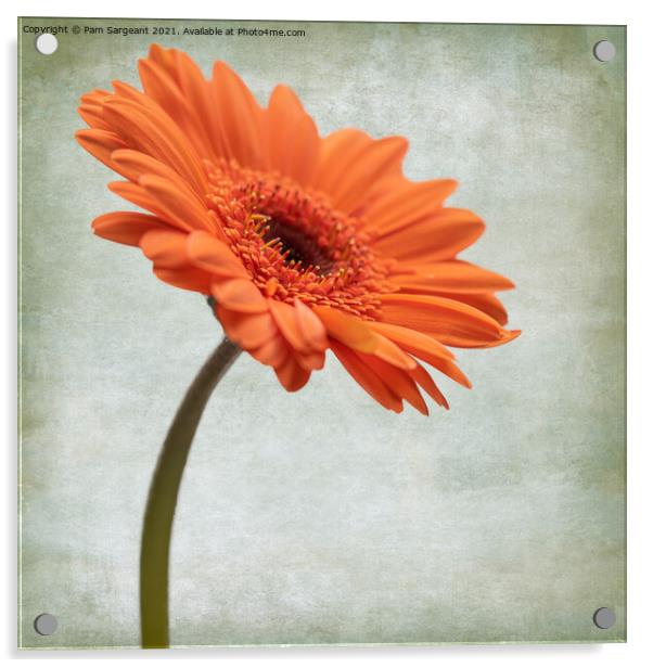 Orange Gerbera Acrylic by Pam Sargeant